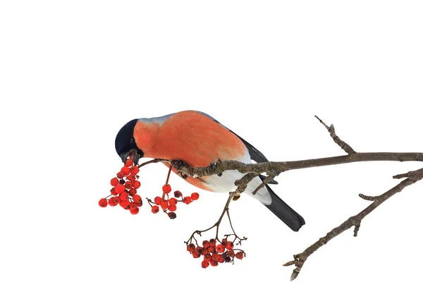 Cute colorful eurasian bullfinch eating red berries isolated on white — Stock Photo, Image