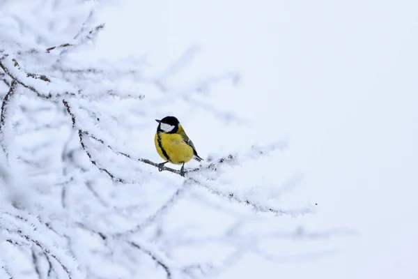 노란 새 눈으로 덮여 있는 나무에 앉아 — 스톡 사진