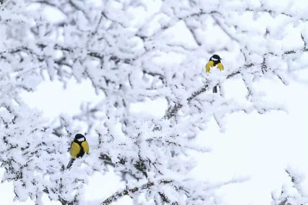 Parus hlavní sedí na větve pokryté mrazem — Stock fotografie