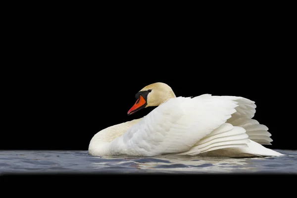 Cisne flotando en el agua isd negro — Foto de Stock