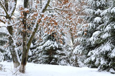kar kış manzara ağaçları ile kaplı