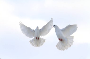 Kış gökyüzünde uçan beyaz güvercin çifti