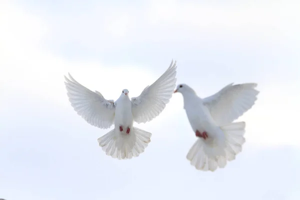 Dvojice bílých holubic létání na zimní obloze — Stock fotografie