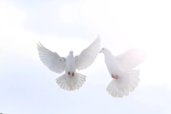 Pair of white doves flying in the winter sky with sunny hotspot — Stock Photo, Image