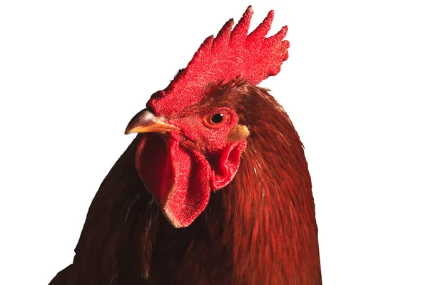 Red rooster elszigetelt fehér portréja — Stock Fotó