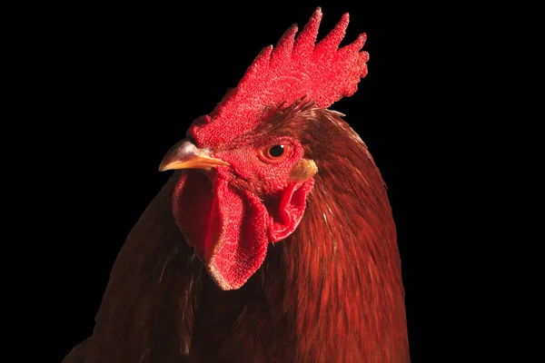 Red rooster elszigetelt fekete portréja — Stock Fotó