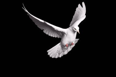 white dove flying on black background for freedom concept in clipping path,international day of peace 2017 clipart