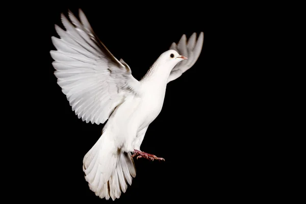 White dove of peace flying on a black background — Stock Photo, Image
