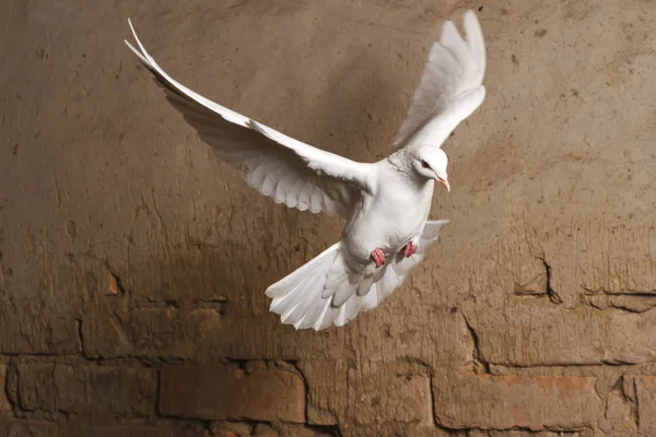 Bílá holubice létající na pozadí staré cihlové zdi — Stock fotografie