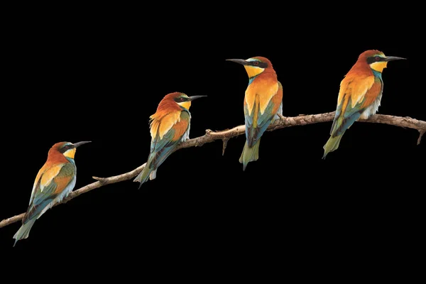 Paradise gekleurde vogels zitten op een tak geïsoleerd zwart — Stockfoto