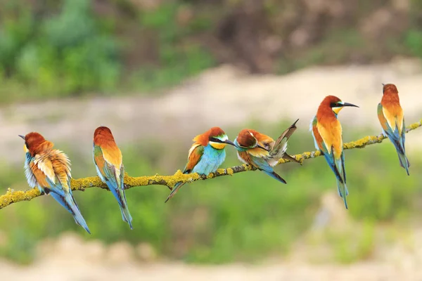 Шесть европейских пчелоедов, Merops Apiaster, сидят на ветке — стоковое фото