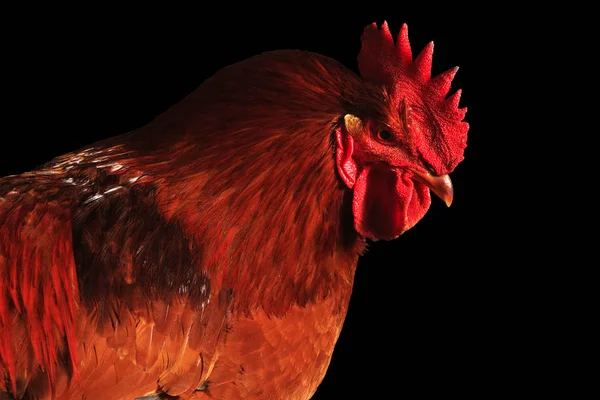 Hermoso gallo aislado sobre fondo negro — Foto de Stock