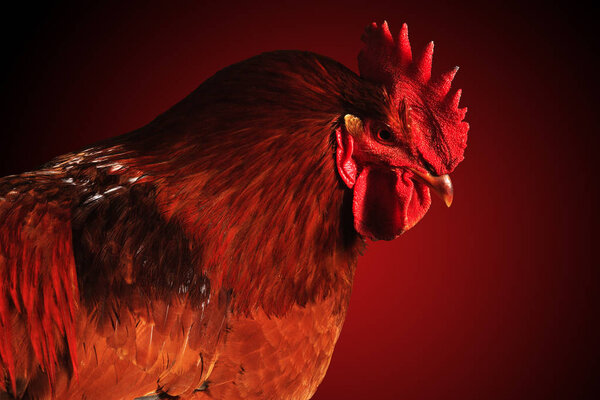 Beautiful rooster isolated on red background