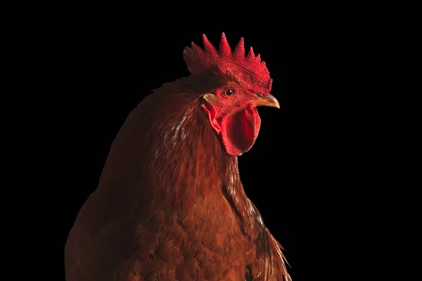 Gallo de fuego en negro .Symbol de año nuevo 2017 — Foto de Stock