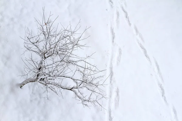 Voetafdrukken op sneeuw en eenzame boom — Stockfoto