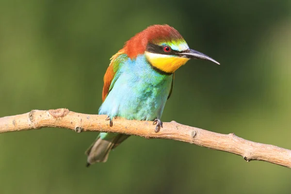 Merops apiaster cores brilhantes sentado em um ramo fundo verde — Fotografia de Stock