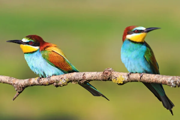 Pareja de pájaro de color con hermosas plumas sentado en una rama —  Fotos de Stock