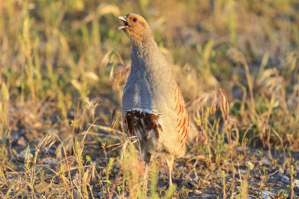 Šedé partridge zpívá píseň jarní svatba — Stock fotografie