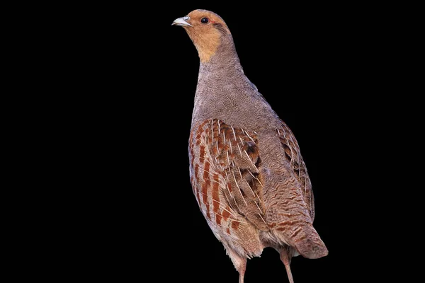 Gray partridge isolated on a black background — Stock Photo, Image