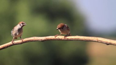 bir dal üzerinde oturan iki serçe