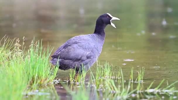 Coot standing in the rain and shouting — Stock Video