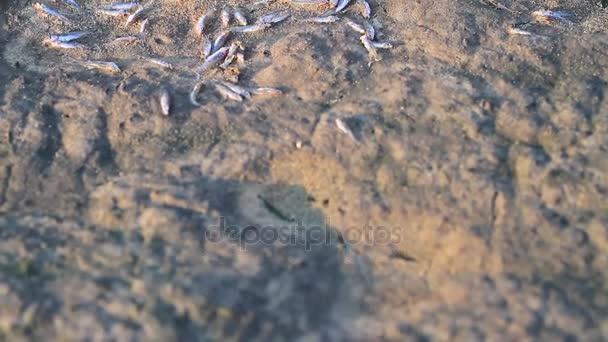 Danau kering dengan ikan mati — Stok Video