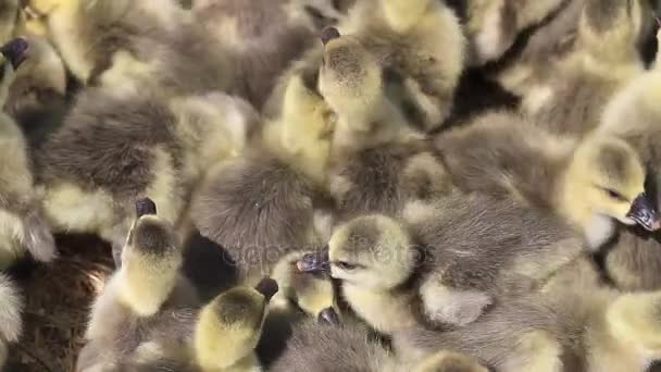 Pequenos gansos cinzentos se aquecem ao sol, fazenda, pássaros de fazenda — Vídeo de Stock