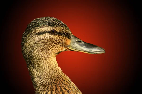 Pássaro em que caça mallard isolado vermelho — Fotografia de Stock