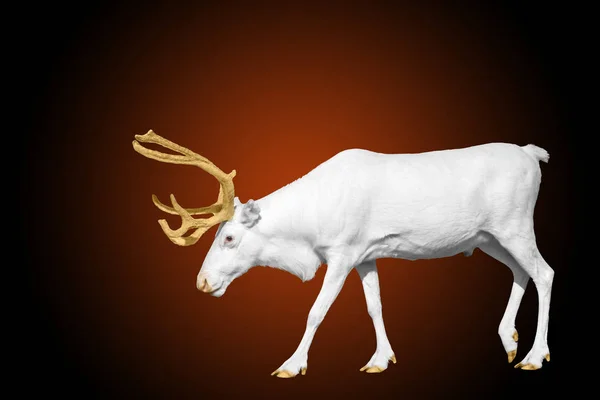 Rare white deer with golden horns isolated on red — Stock Photo, Image