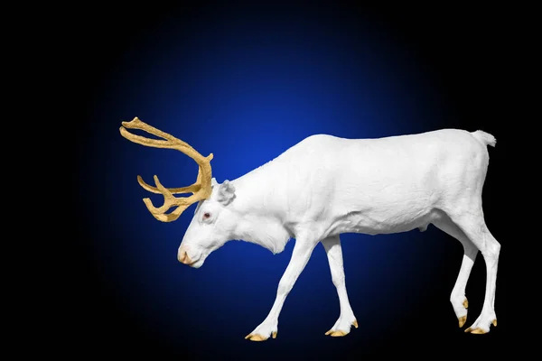 青に分離された黄金の角を持つ珍しい白い鹿 — ストック写真