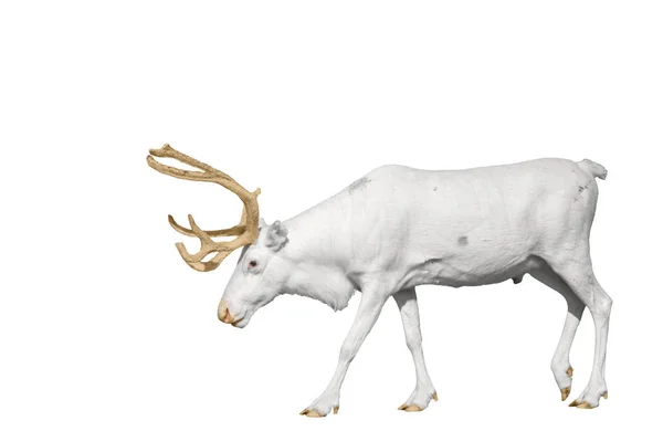 Редкий белый олень с золотыми рогами изолированы на — стоковое фото