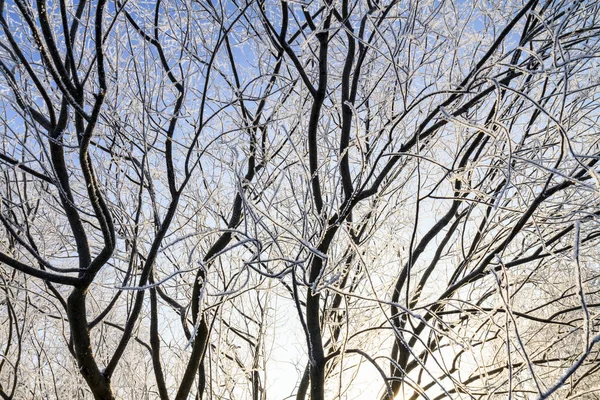 Branches covered with frost at sunrise — Stock Photo, Image