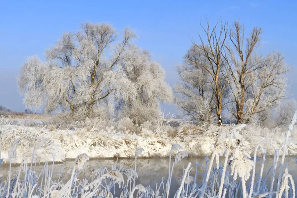 Дерево, покрытое морозом на реке — стоковое фото