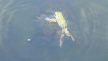 Bataklık kaplumbağa bacak frog pond yakaladı