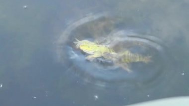 Havuzu kurbağa bataklık kaplumbağa ağzına yakaladı