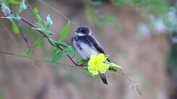 Sand martin sitting on a yellow flower — Stock Video