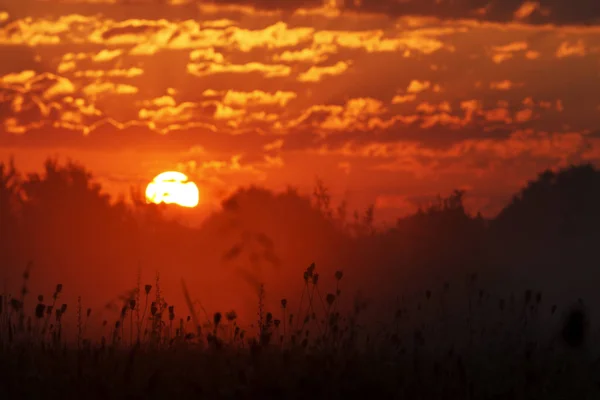 Beau lever de soleil avec des nuages dorés sur un champ de sauvages — Photo