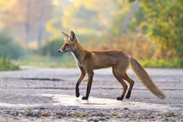 Young fox standing in the way