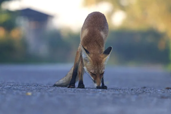fox sniffing the way it should be