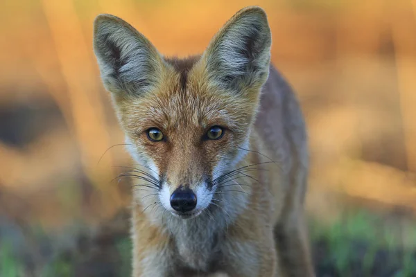 fox beautiful portrait at sunrise