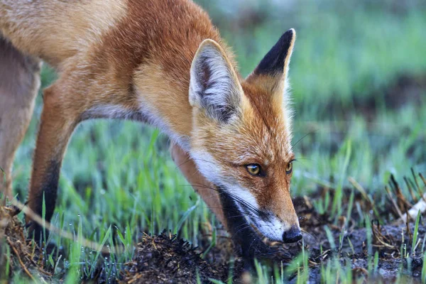 Fox is on track sniffing the grass