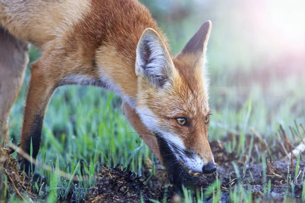 Fox is on track sniffing the grass with sunny hotspot