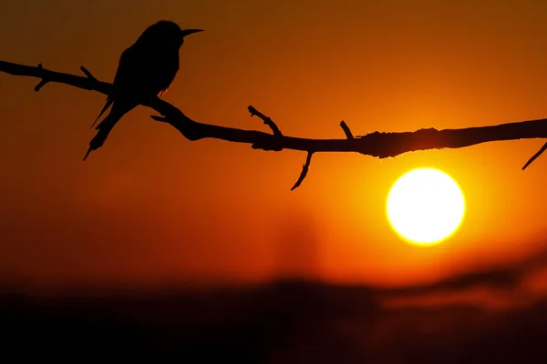 Silhouette d'oiseau rare au coucher du soleil — Photo