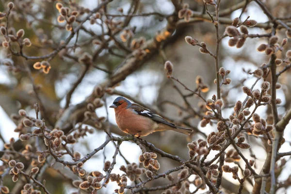 Singing bird on a branch against the evening sun