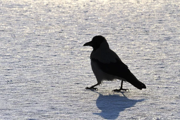 Black bird silhouette on white snow — Stock Photo, Image