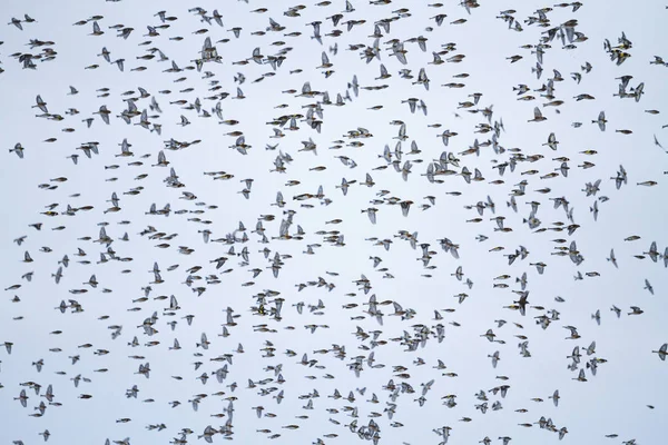 飛行中の小鳥の大群 — ストック写真