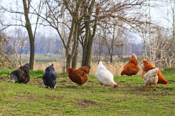 colorful chickens on natural feed