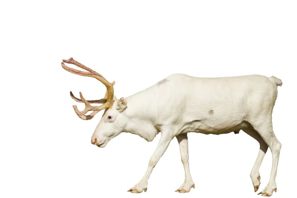 Редкий белый олень с золотыми рогами изолированы на заднем плане — стоковое фото