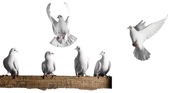 Conjunto de pombas brancas sobre um fundo branco — Fotografia de Stock