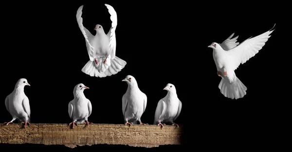 Набір білих голубів на чорному тлі — стокове фото